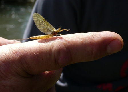 Fliegenfischen